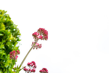 High key, isolated view of a flowering red plant seen against a pure white sky in mid spring. The...