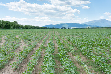 Fototapeta na wymiar Agricultural field of green young unflowered sunflower plants in cloudy day. Dry cracked soil with small weeds. Balkan mountain at background. Agricultural concept. Selective focus