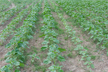 Agricultural field of green young unflowered sunflower plants in cloudy day. Dry cracked soil with small weeds. Endless rows. Agricultural concept. Selective focus