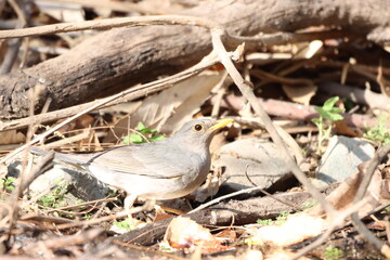 Tickle's Thrush sitting on perch