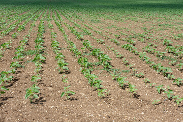 Agricultural field of green young unflowered sunflower plants in sunny day. A loose plowed soil without weeds. Endless rows. Agricultural concept. Selective focus