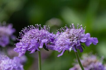 Obraz premium Close-up of purple scabiosa blossoms