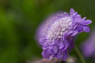Close-up of purple scabiosa blossoms