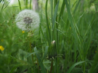 Dandelions