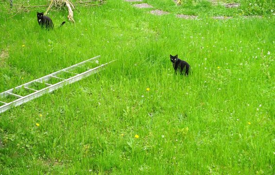 Schwarze Katzen" Bilder – Durchsuchen 7 Archivfotos, Vektorgrafiken und  Videos | Adobe Stock