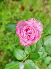 pink rose