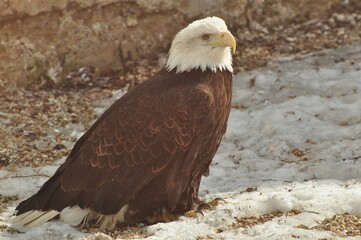 Animals are a traditionally (since the time of Aristotle) distinguished category of organisms, currently considered as a biological kingdom.