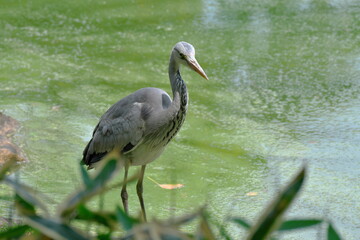 池に飛来したアオサギ