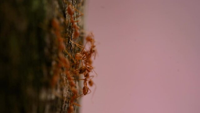 Ants work in the daytime, the ants bridge unity team, the concept team work together. Ant's help orange and red ants A small creature on a branch in a walk then unity.