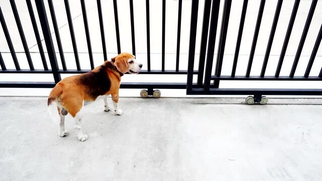 Beagle dog standing see a car passing the house in afternoon in front house entrance fence. Looking for owner come back home.