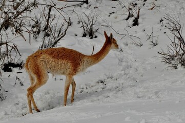 Animals are a traditionally (since the time of Aristotle) distinguished category of organisms,...