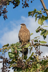 Chimango bird of prey sitting on a branch