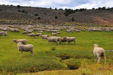 Obraz premium A flock of sheep grazing on the hills and green fields by the road to Bodie State Historic Park, California, western USA