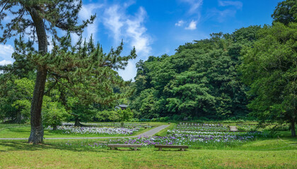 Obraz premium 花菖蒲