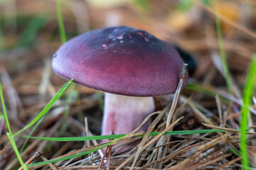 Pimrose brittlegill mushroom