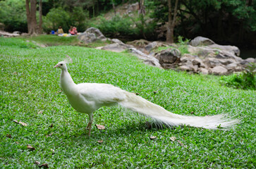 Peacocks live in the natural forest where people come to see their habitat.