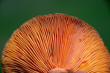 Close-up of Saffron Milkcap mushroom gills