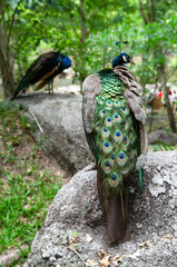 Obraz premium Peacocks live in the natural forest where people come to see their habitat.