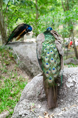 Naklejka premium Peacocks live in the natural forest where people come to see their habitat.