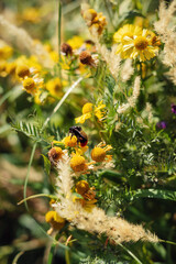 A bumblebee sitting on yellow wildflowers.