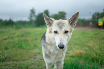 Naklejka na ściany i meble Shepherd dog outdoors in the nature on grass meadow on a rainy summer.
