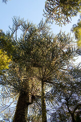 Araucarias in Nahuelbuta National Park in Araucanía