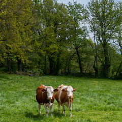 deux vaches Montbéliardes dans un pré