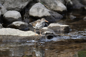 Spotted Sandpiper bird rests on rocks along shore