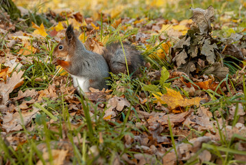 A wild squirrel in the autumn forest enjoying meal