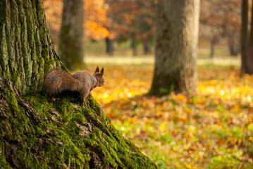 Wild squirrel watching at the autumn park while sitting on the tree