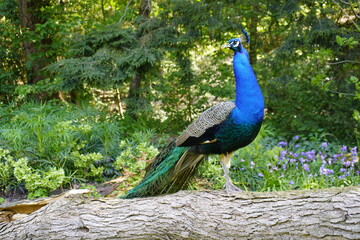 The Indian Peafowl or Blue Peafowl (Pavo cristatus) Phasianidae family. Hanover, Germany