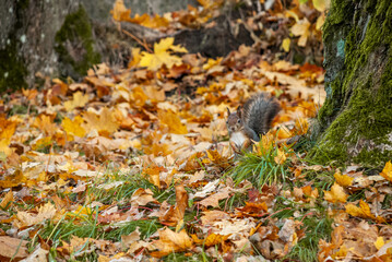 friendly squirrel in the autumn forest looks at the center of the frame