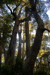 Trees in Nahuelbuta National Park in Araucanía