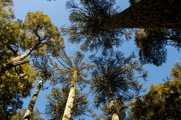 Araucaria canopy Nahuelbuta National Park in Araucanía