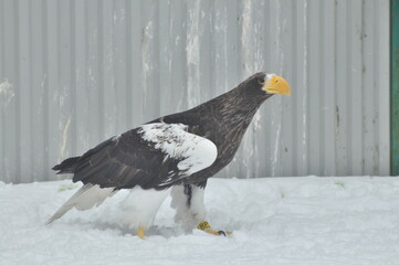 Animals are a traditionally (since the time of Aristotle) distinguished category of organisms, currently considered as a biological kingdom.