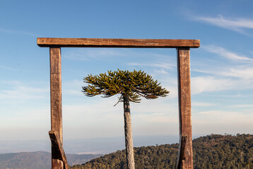 Araucaria framed by a wooden structure, Nahuelbuta National Park in Araucanía