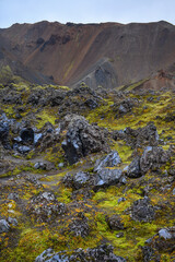 Shiny black obsidian and bright green moss in the Laugahraun lava field, Lanmdannalaugar, Fjallabak...