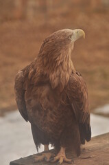 Animals are a traditionally (since the time of Aristotle) distinguished category of organisms, currently considered as a biological kingdom.