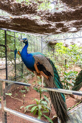 Peacock in the National Zoo of Malaysia.