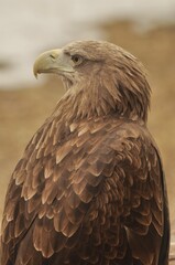 Animals are a traditionally (since the time of Aristotle) distinguished category of organisms, currently considered as a biological kingdom.