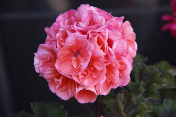 pictures of Korea, Republic of IV