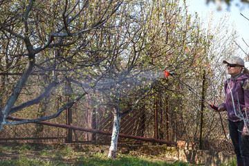 A woman works in the spring garden and spray with a rechargeable sprayer chemicals against pests and insects on a fruit tree.