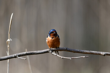 Barn Swallow perched on a branch
