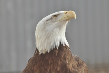 Animals are a traditionally (since the time of Aristotle) distinguished category of organisms, currently considered as a biological kingdom.