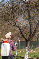 A woman works in the spring garden and spray with a rechargeable sprayer chemicals against pests and insects on a fruit tree.