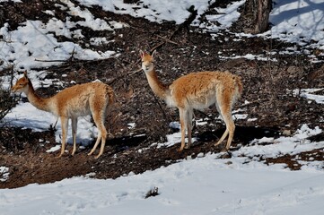 Animals are a traditionally (since the time of Aristotle) distinguished category of organisms, currently considered as a biological kingdom.