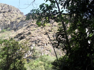 mountain surrounded by many trees