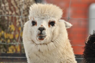 Obraz premium Animals are a traditionally (since the time of Aristotle) distinguished category of organisms, currently considered as a biological kingdom.