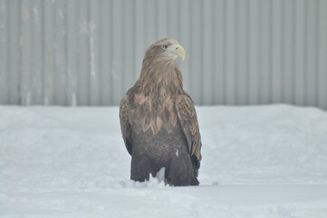 Animals are a traditionally (since the time of Aristotle) distinguished category of organisms, currently considered as a biological kingdom.