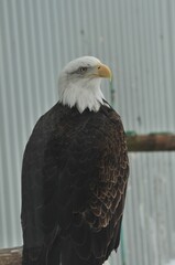 Animals are a traditionally (since the time of Aristotle) distinguished category of organisms, currently considered as a biological kingdom.